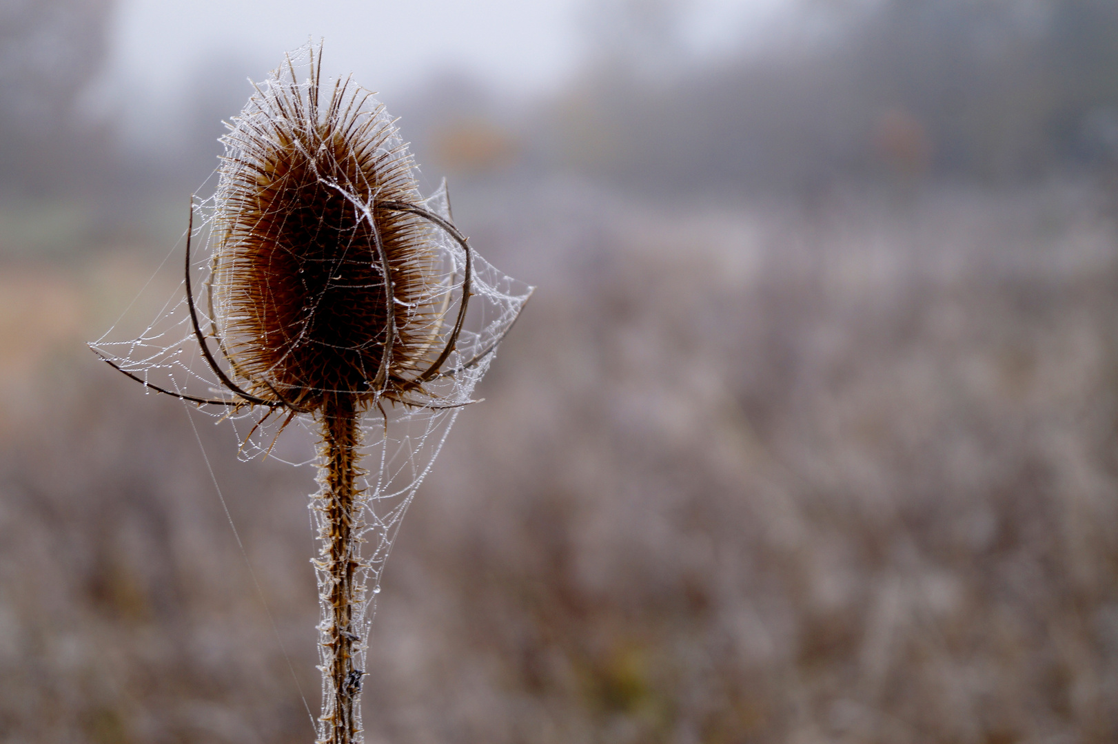 Novembermorgen 4