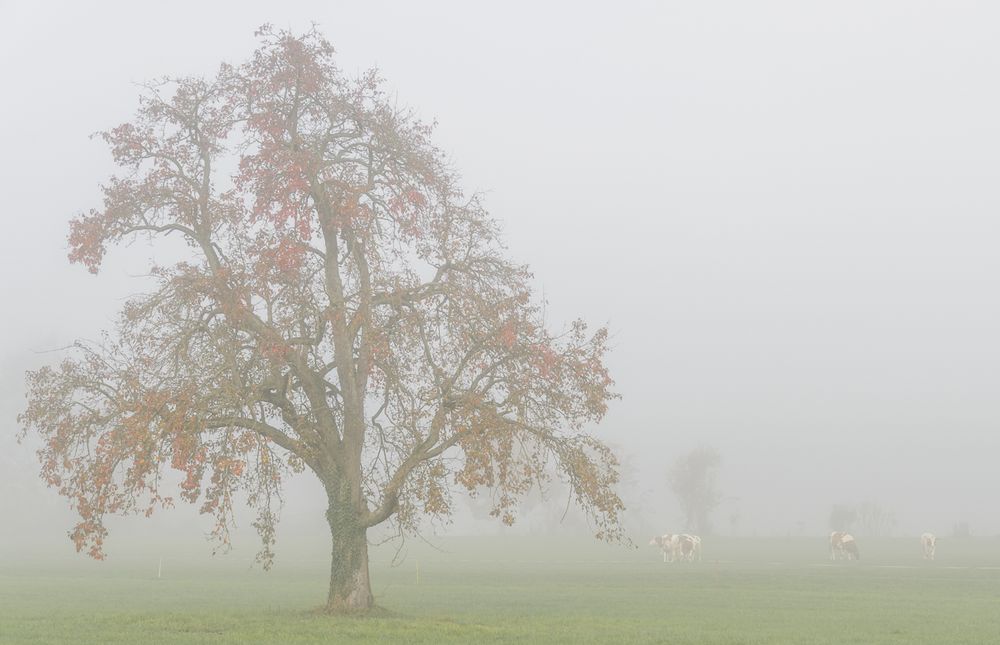 Novembermorgen