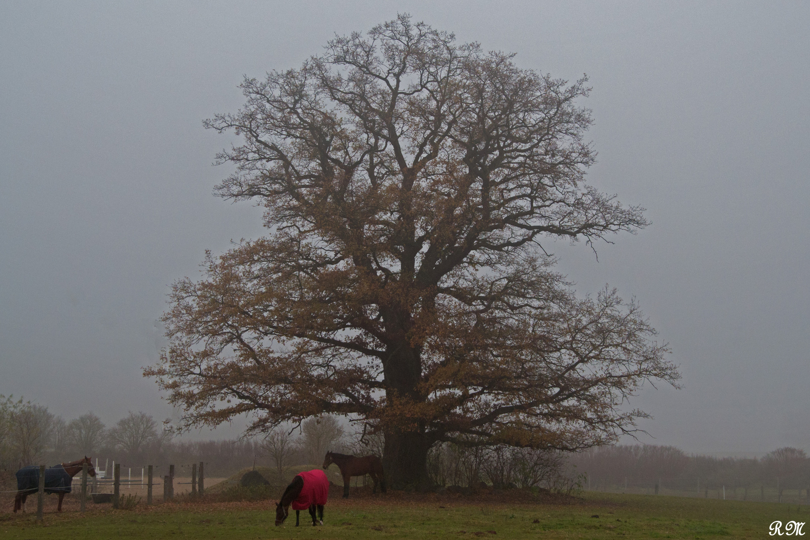 Novembermorgen