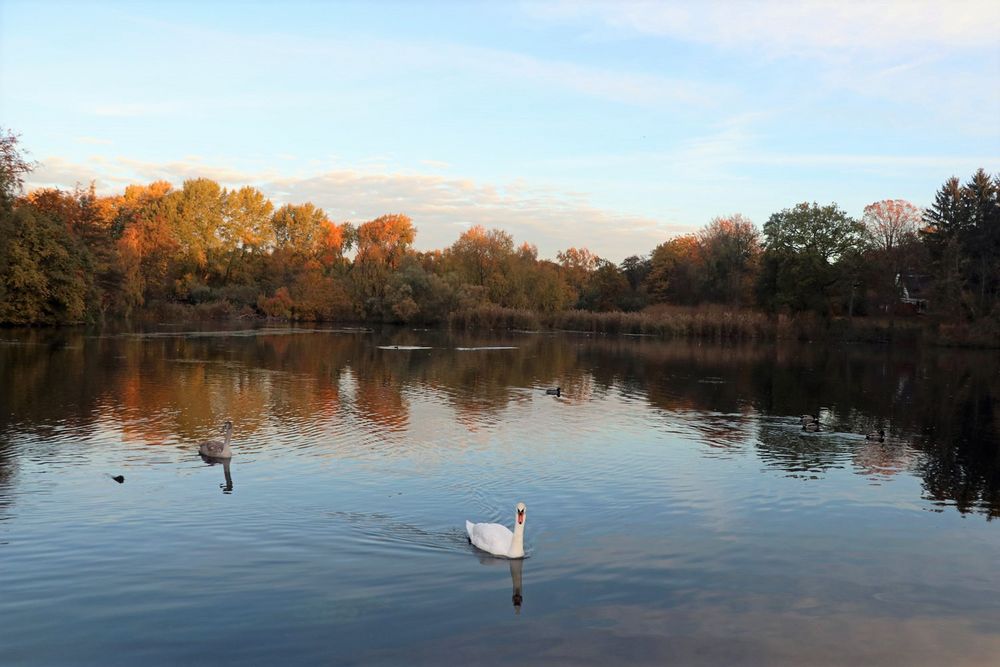 Novembermorgen am Mühlenteich