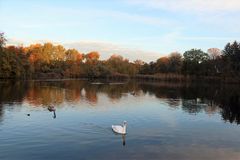 Novembermorgen am Mühlenteich