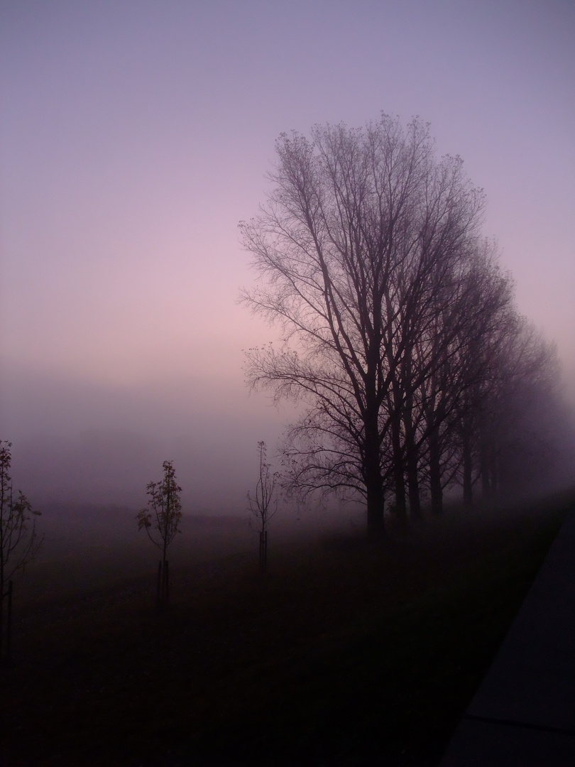 Novembermorgen am Rhein