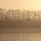 Novembermorgen am See (3)