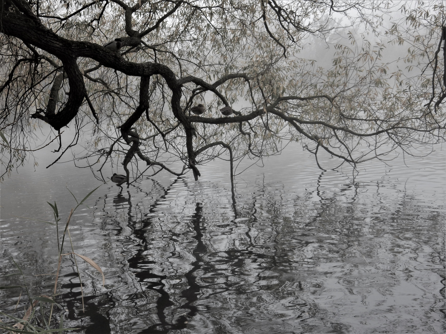 Novembermorgen am See