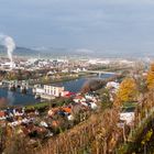 Novembermorgen am Weinberg 364