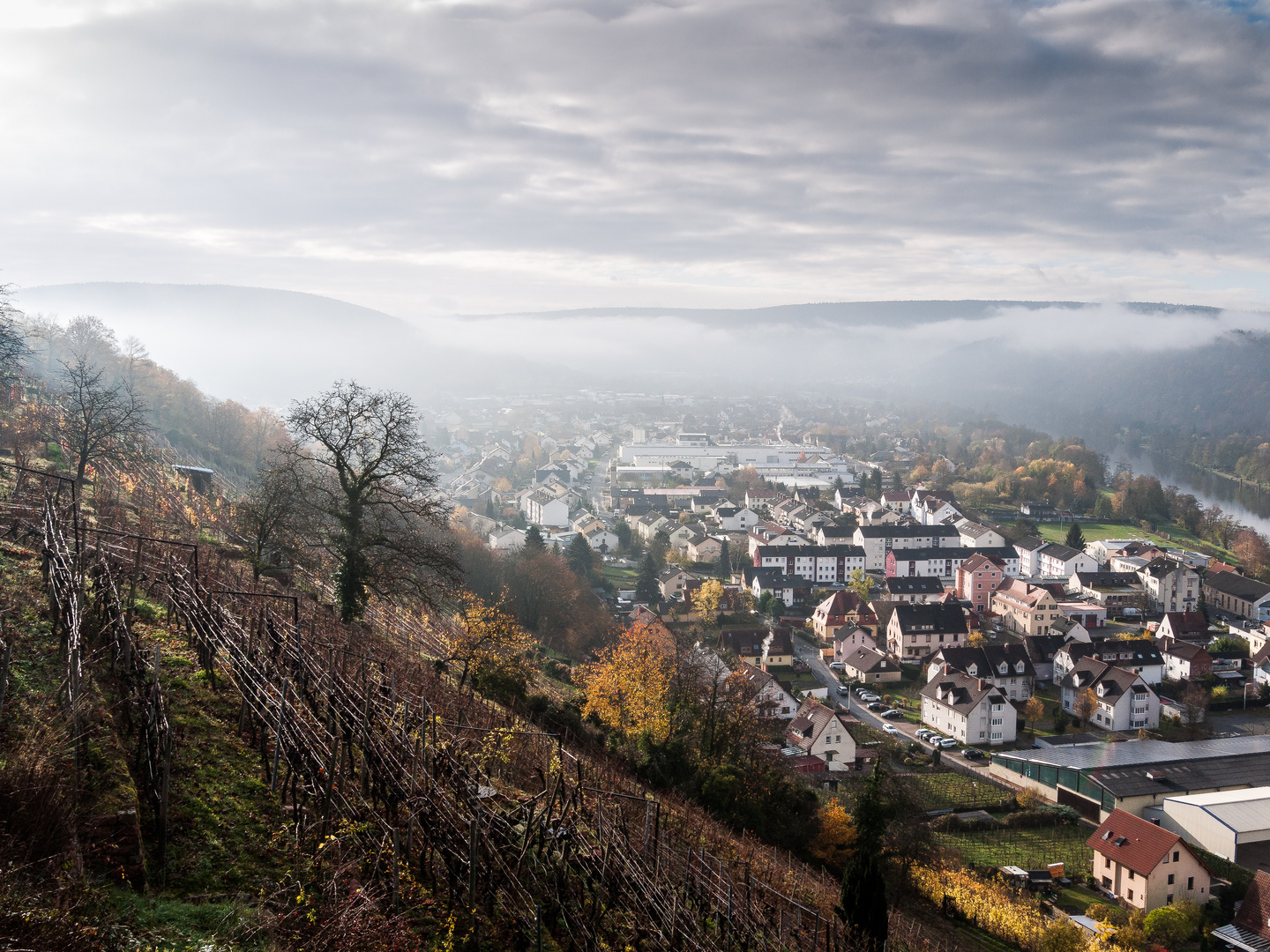 Novembermorgen am Weinberg 365