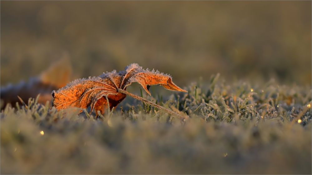 Novembermorgen