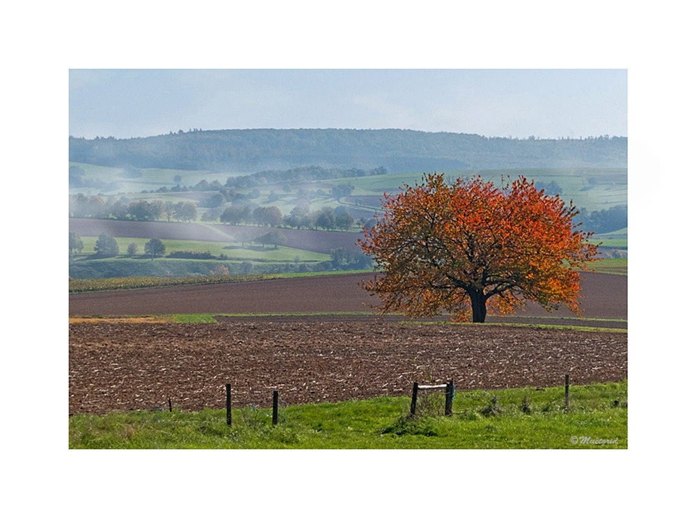 ~ Novembermorgen ~