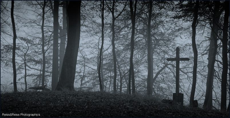 Novembermorgen im Nebelwald