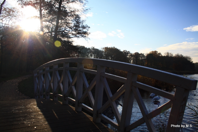 Novembermorgen im Schlosspark Dieskau (Sachsen-Anhalt)