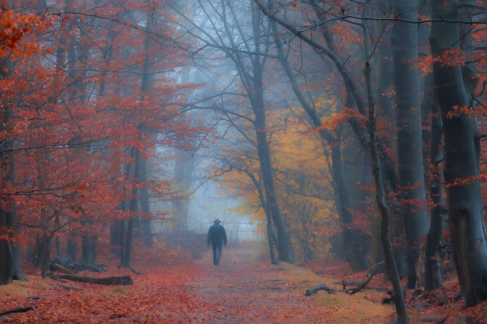 Novembermorgen im Wald 