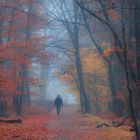 Novembermorgen im Wald 