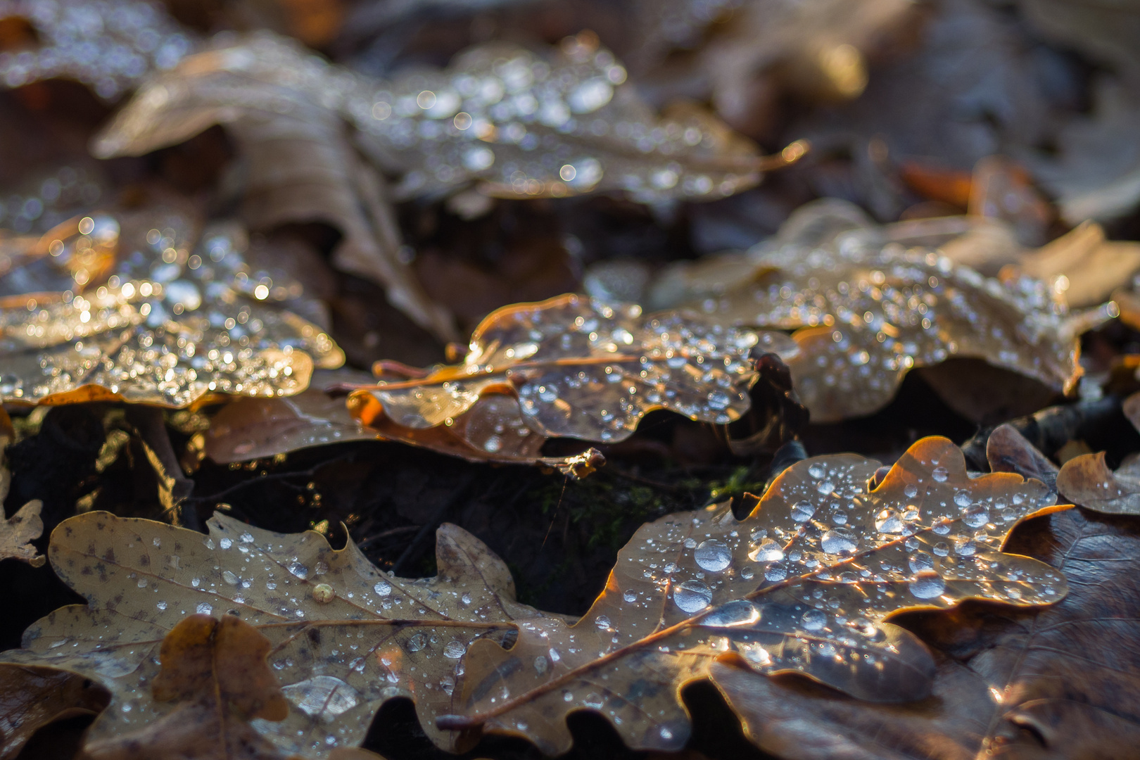 Novembernachmittag..