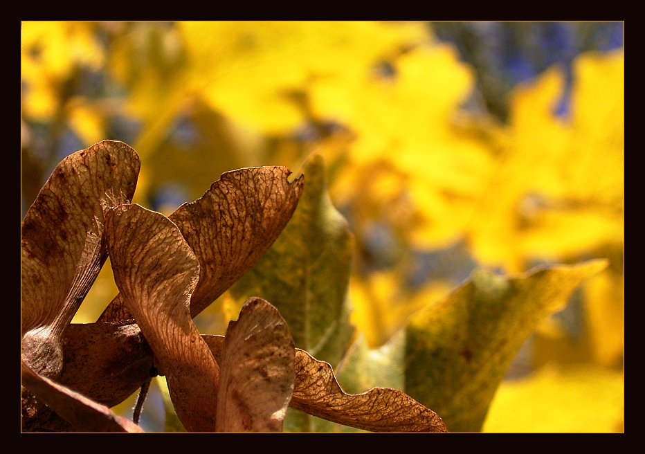 novembernachmittag