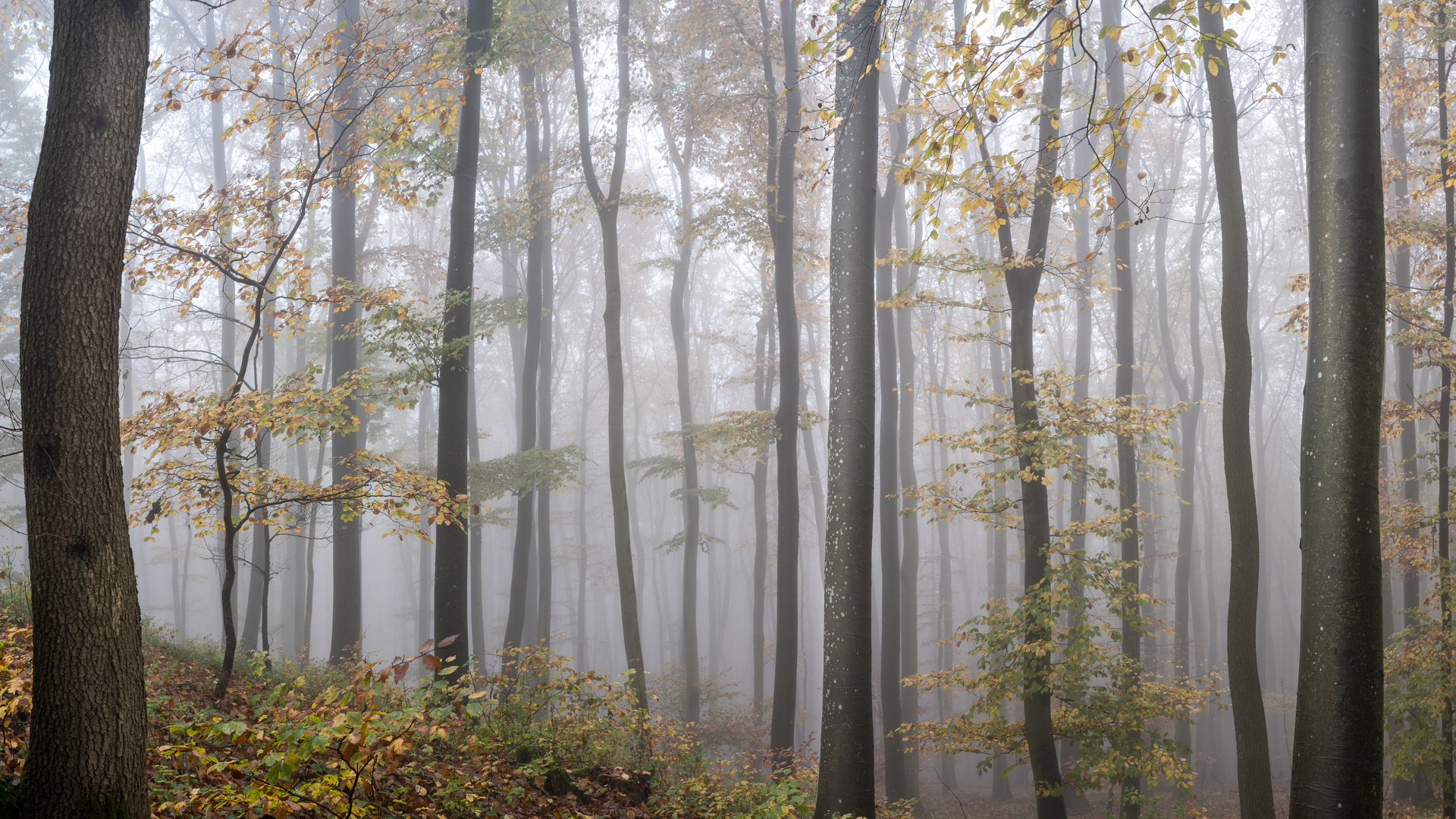 Novembernebel