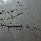 Novembernebel - 1 -