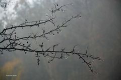 Novembernebel - 1 -