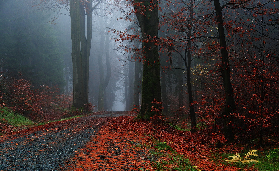 Novembernebel