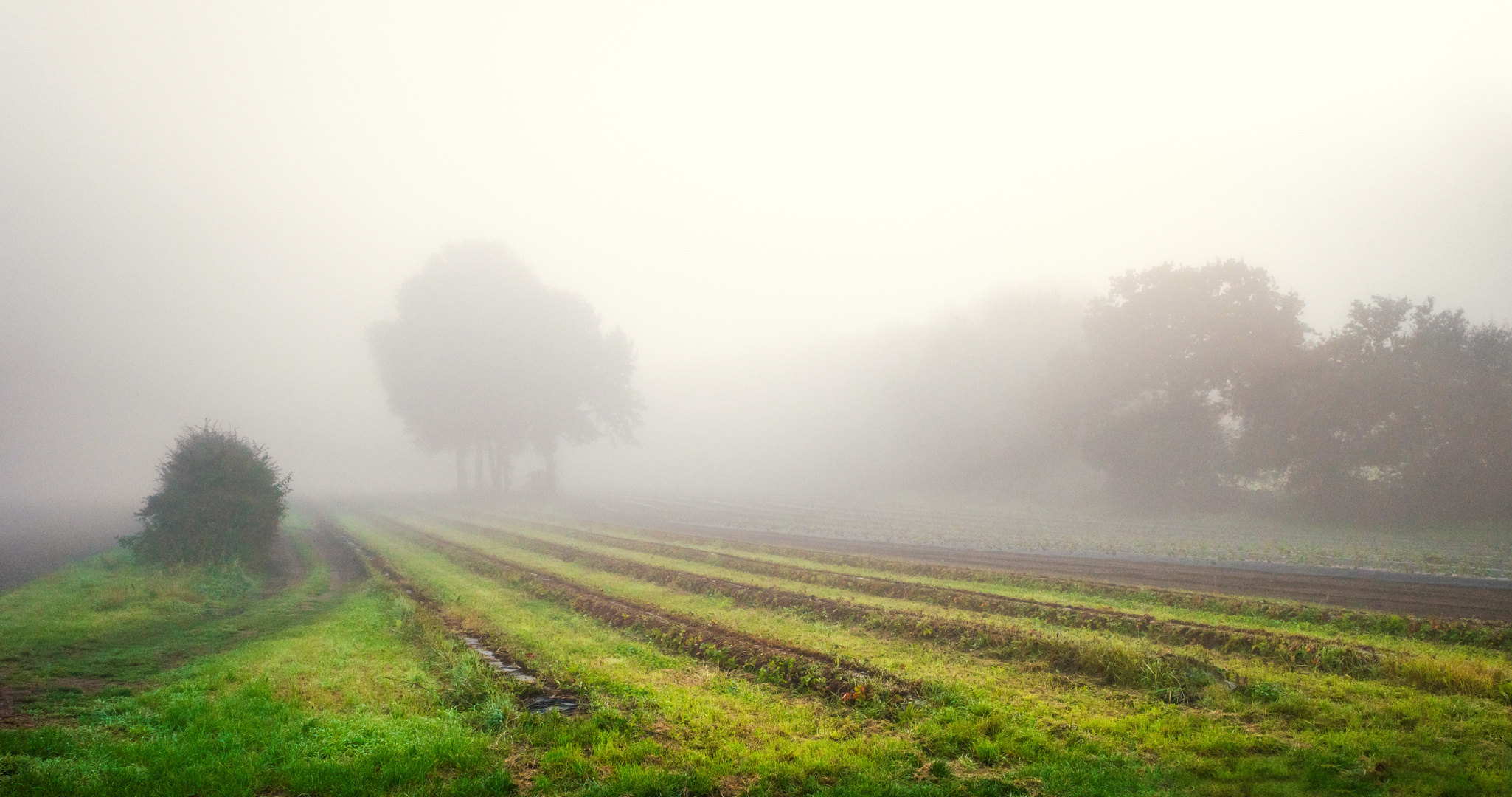 Novembernebel