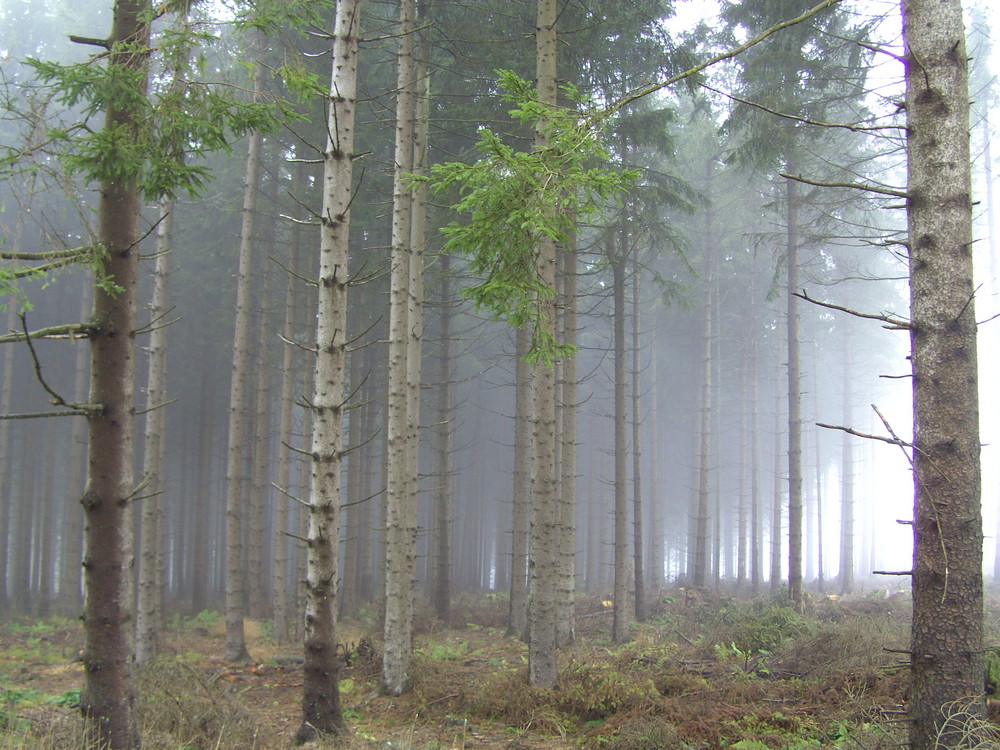 Novembernebel