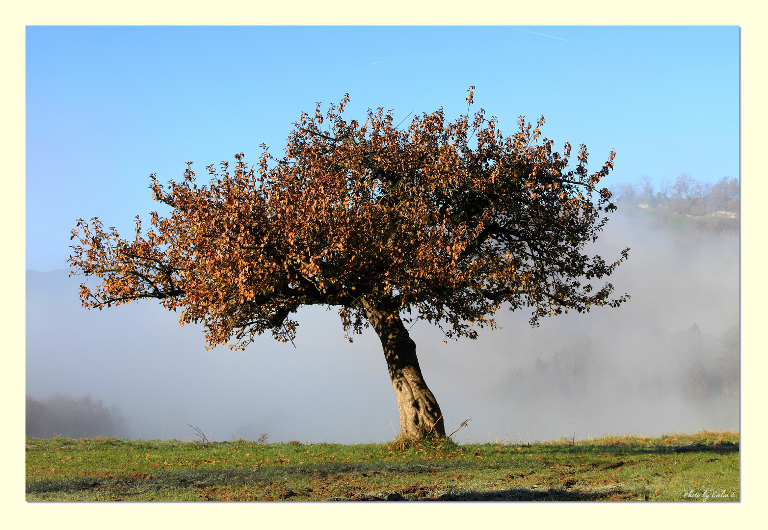 Novembernebel