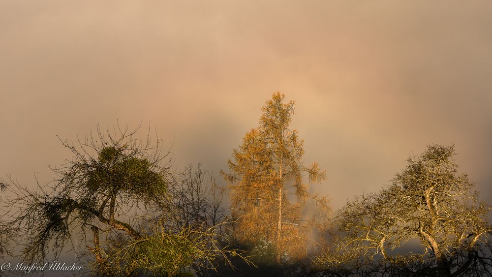 Novembernebel ...