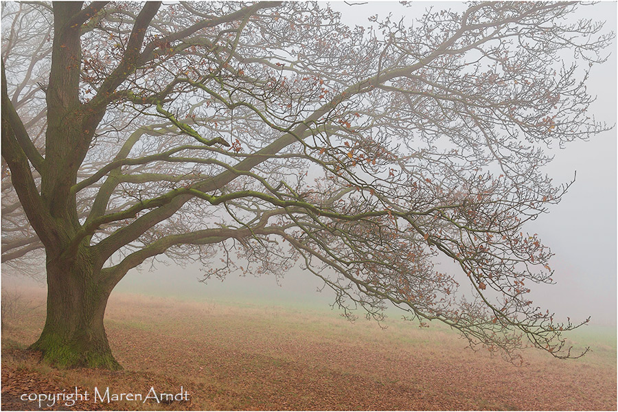 Novembernebel