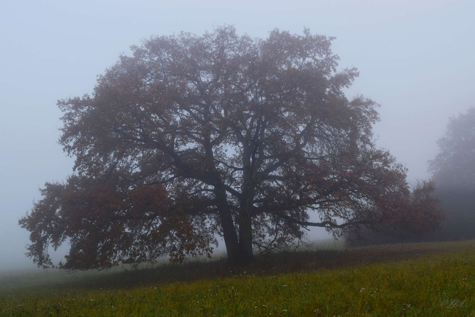 Novembernebel 3