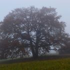 Novembernebel 3