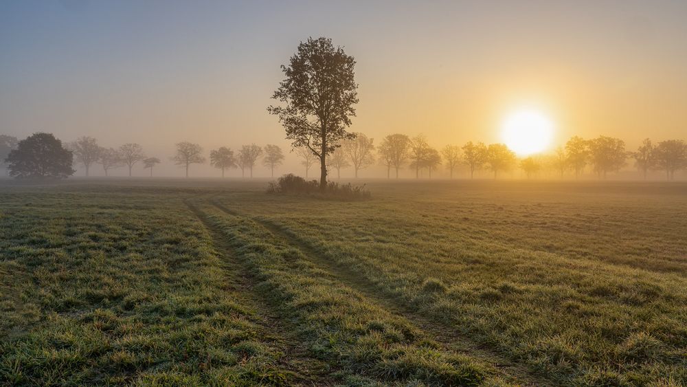 novembernebel