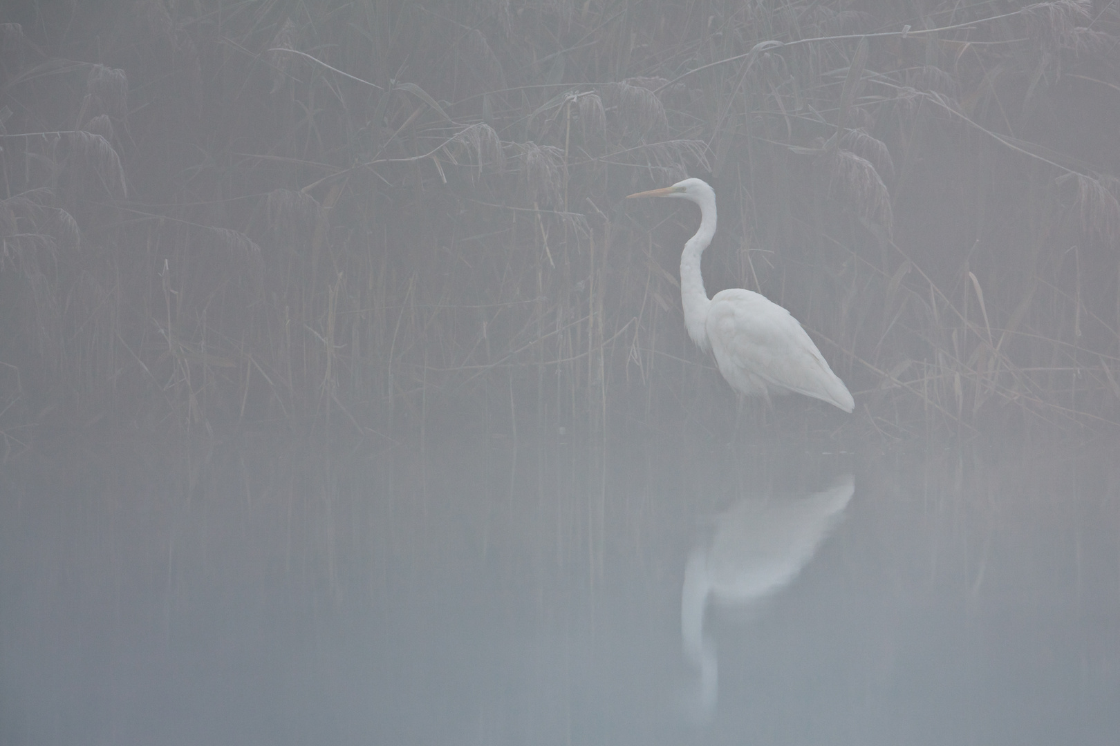 Novembernebel...