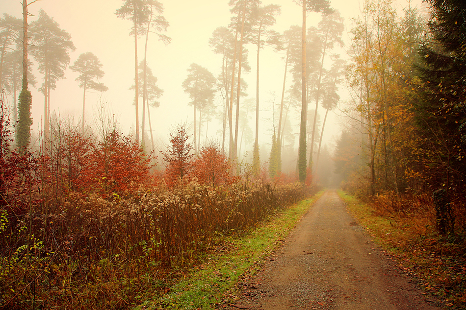 NovemberNebel