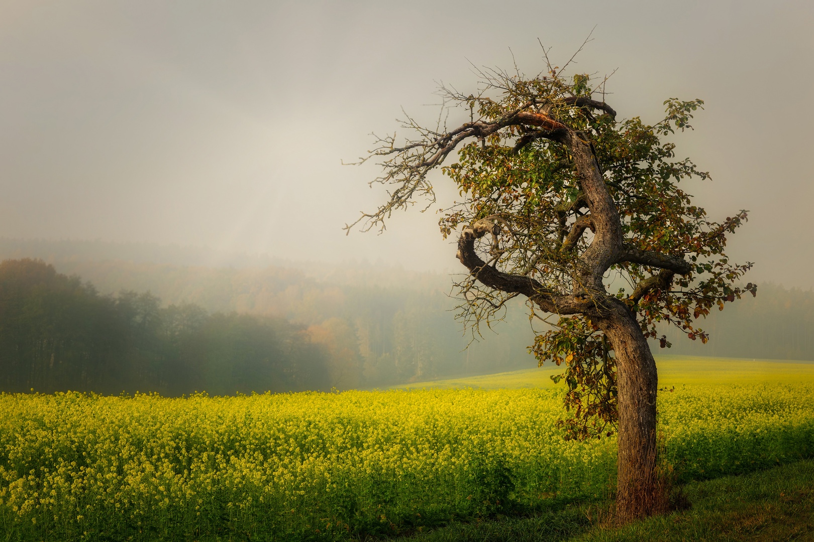 Novembernebel 