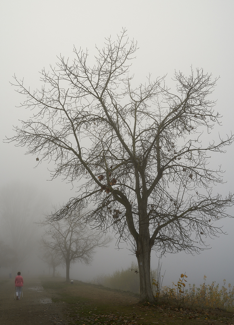 Novembernebel