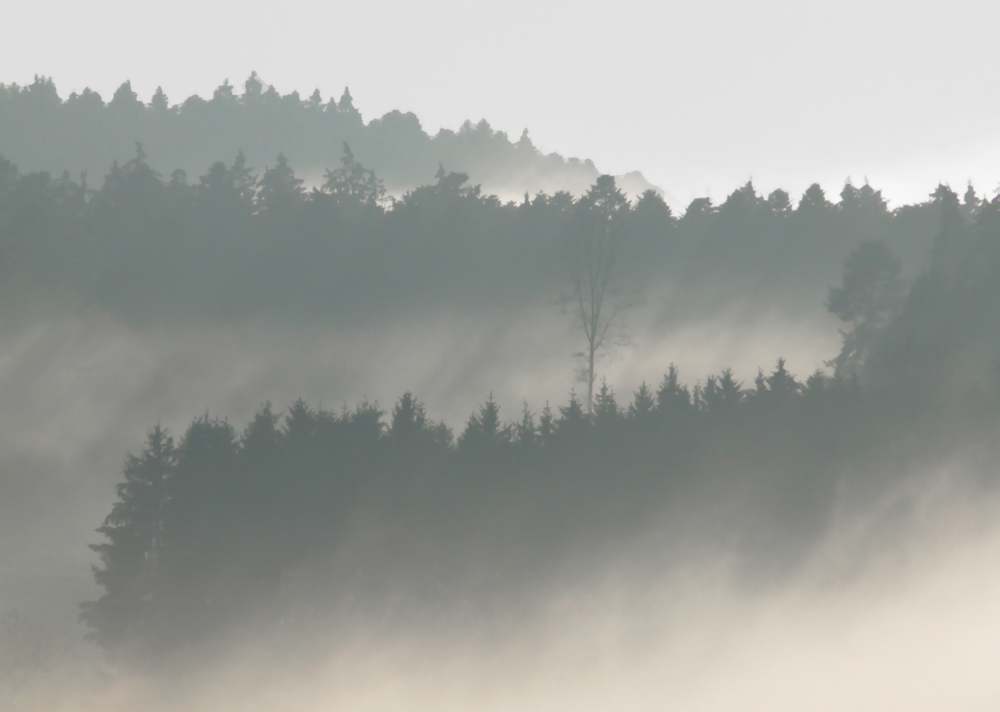 Novembernebel