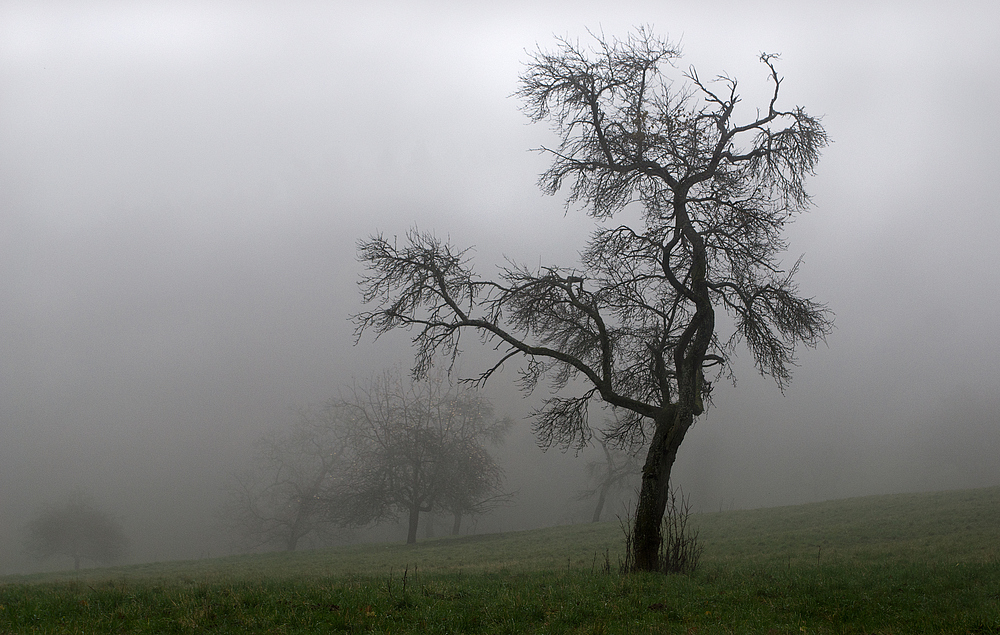 Novembernebel