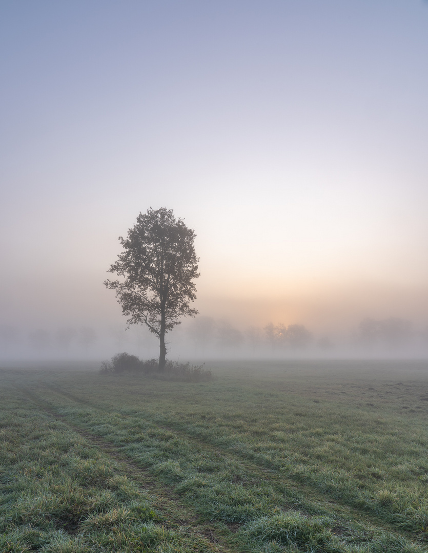 Novembernebel