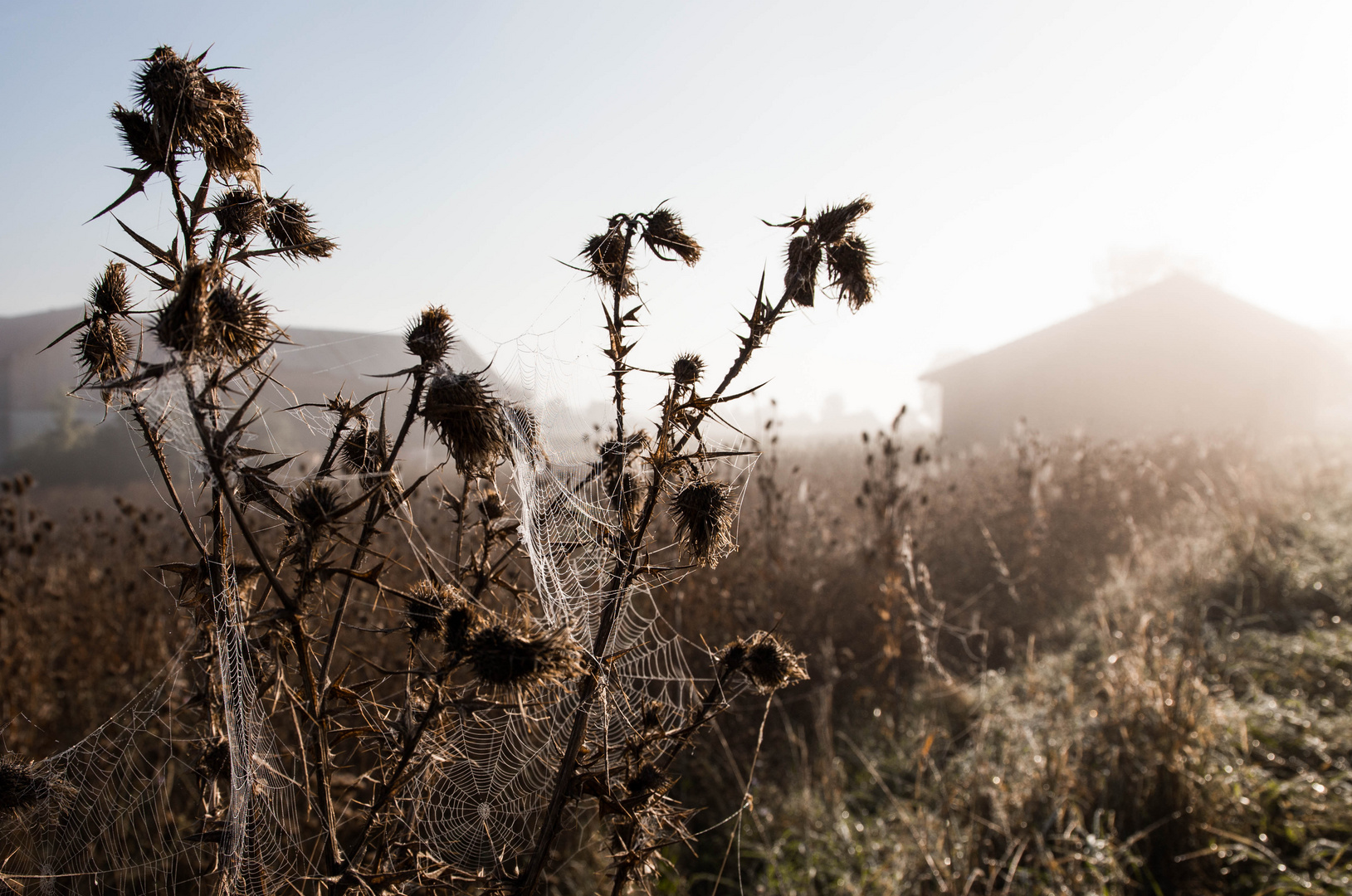 Novembernebel