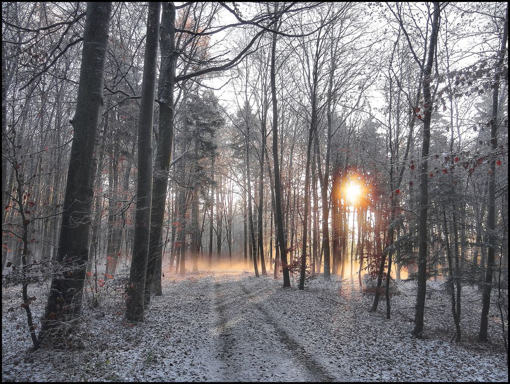 Novembernebel