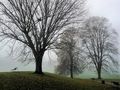 Novembernebel von Günter Walther 