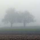 Novembernebel am letzten Oktobermorgen