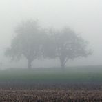 Novembernebel am letzten Oktobermorgen