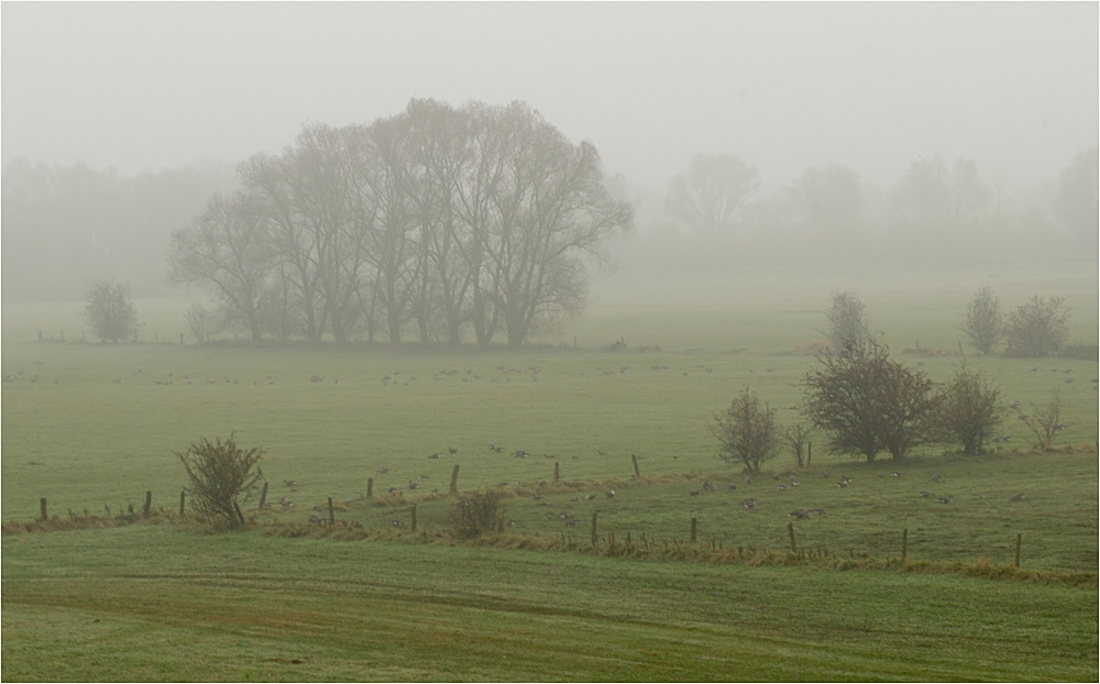 Novembernebel am Niederrhein