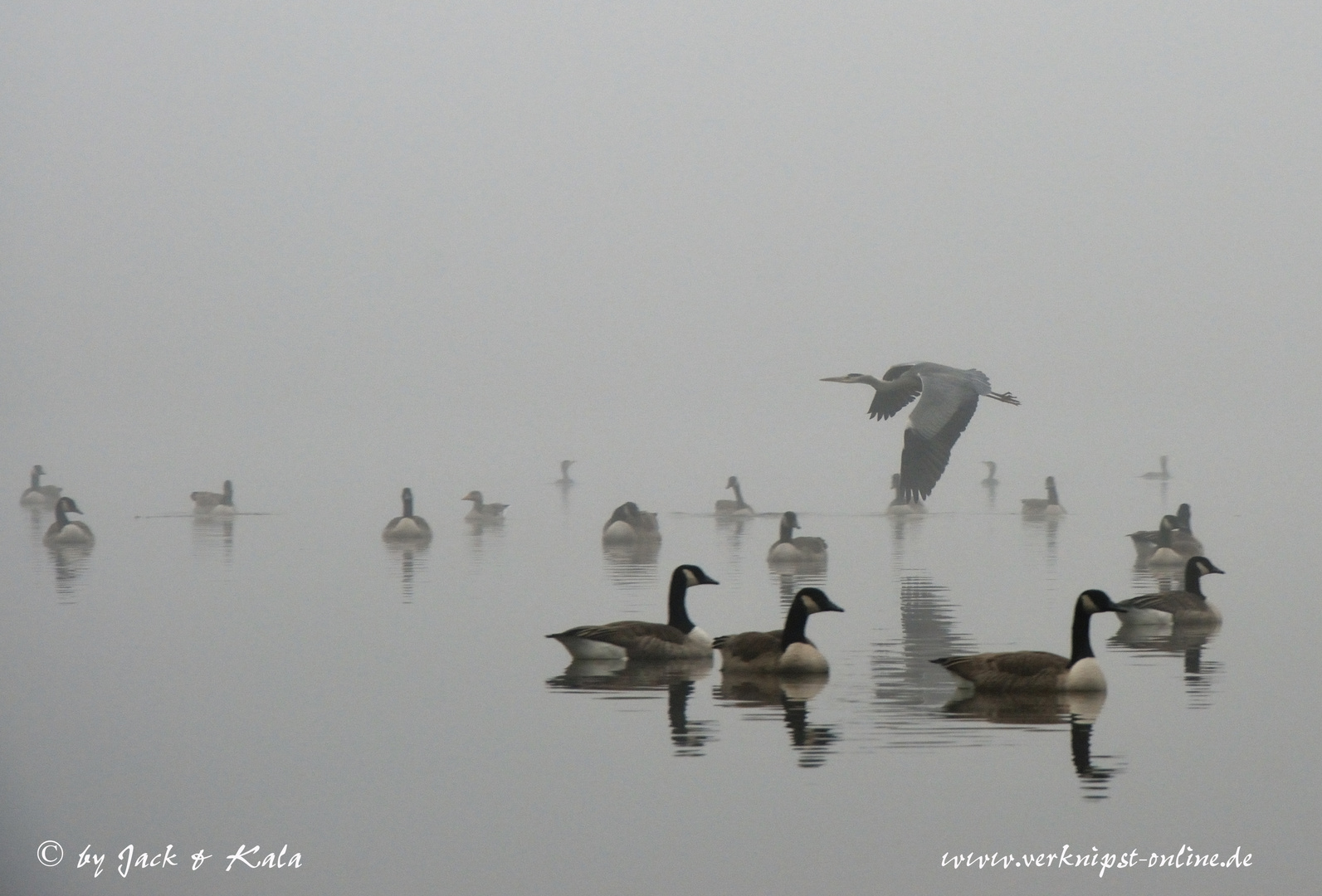 Novembernebel am See