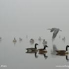 Novembernebel am See