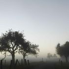 Novembernebel auf dem Saargau