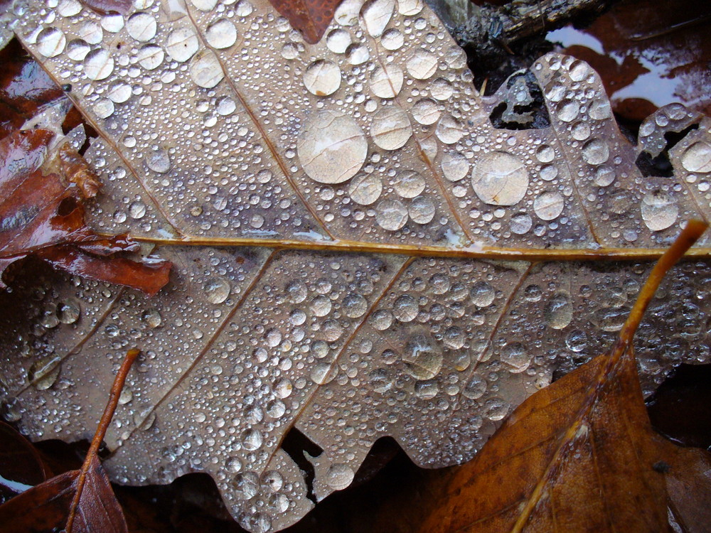 Novembernebel