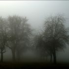 Novembernebel