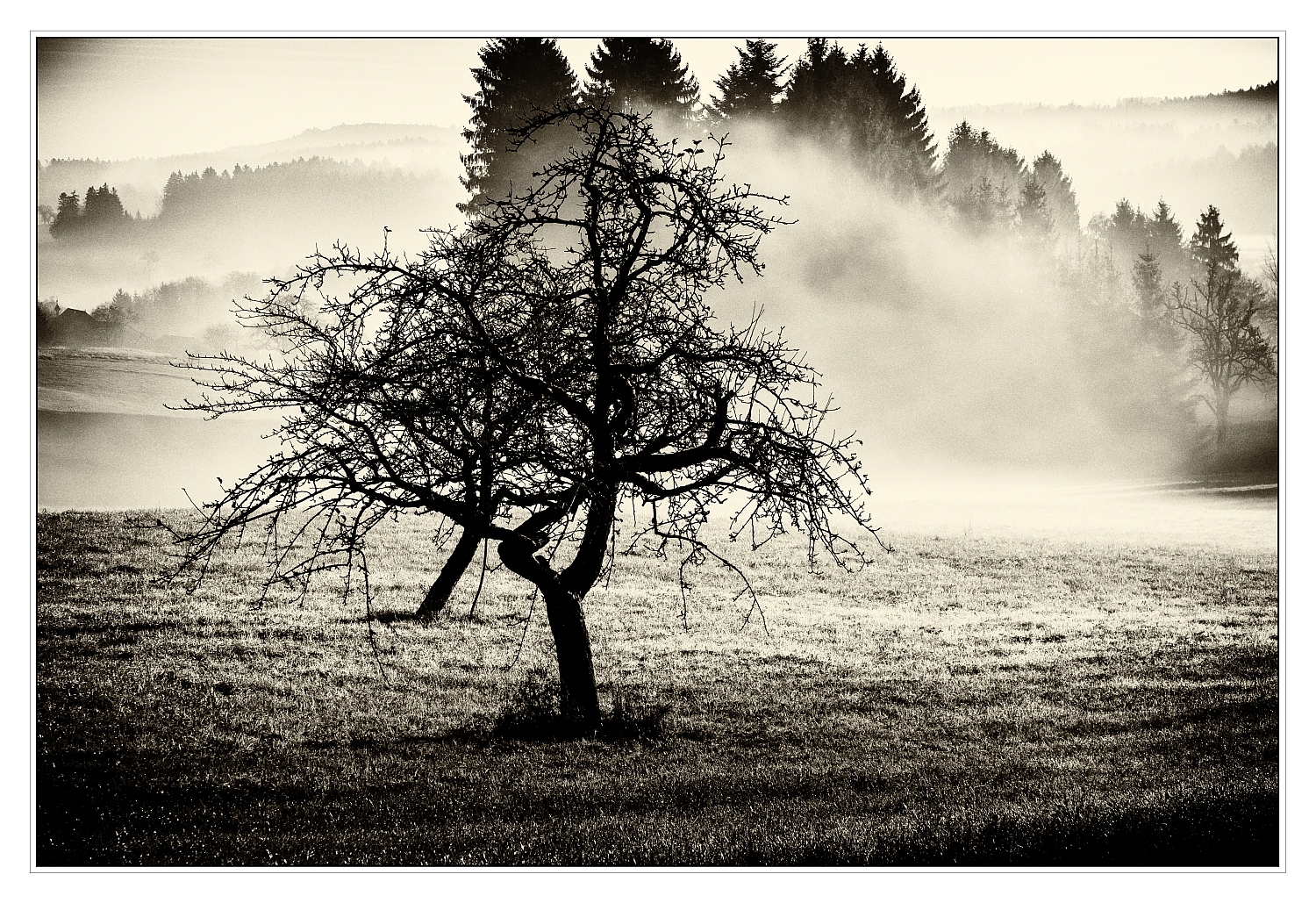 Novembernebel bei Sechselberg