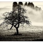 Novembernebel bei Sechselberg